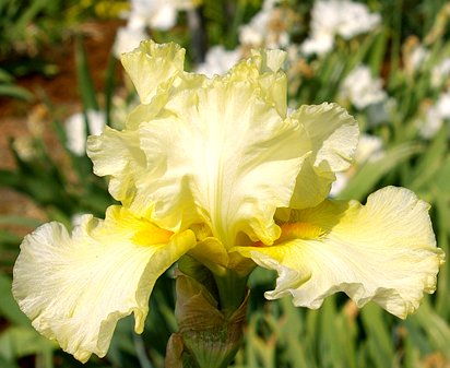 Lemon Chess - reblooming tall bearded Iris
