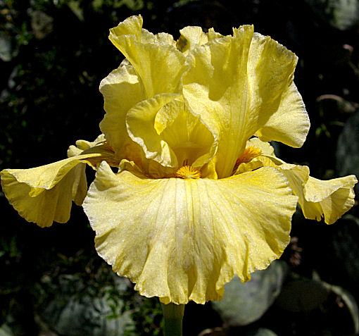 Lemon Jade - tall bearded Iris