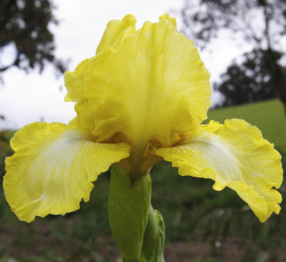 Lemon Pop - reblooming Intermediate bearded Iris