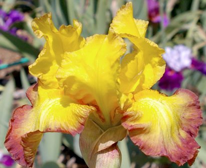 Lena Baker - fragrant tall bearded Iris