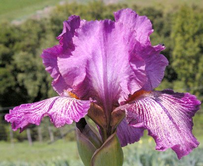 Leslie Dawn - fragrant tall bearded Iris