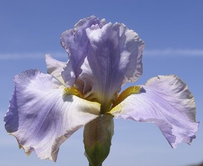 Let It Ride - fragrant tall bearded Iris