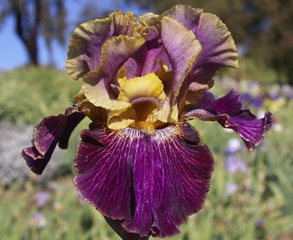 Let's Be Friends - fragrant tall bearded Iris