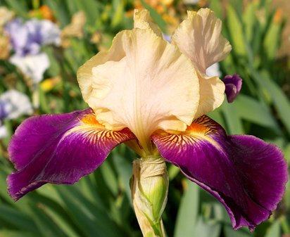 Let's Boogie - reblooming tall bearded Iris