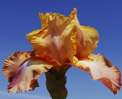 Life of Riley - fragrant tall bearded Iris