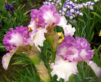 Light And Airy - tall bearded Iris