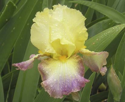 Lightshine - tall bearded Iris