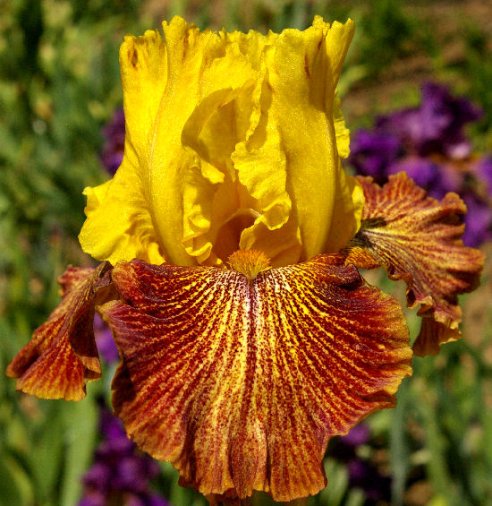 Lightspeed - fragrant border bearded Iris