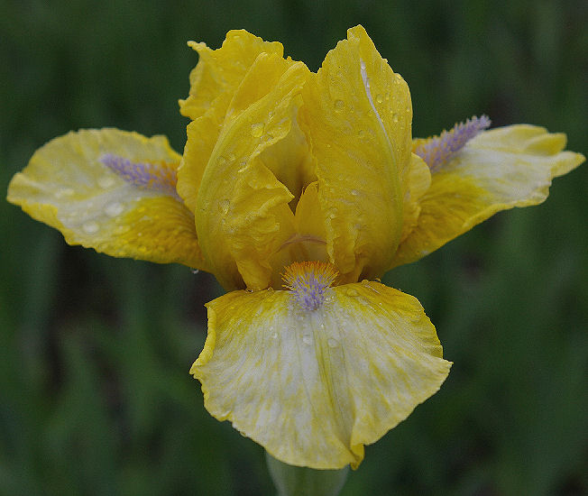 Like a Charm - fragrant reblooming Intermediate bearded Iris