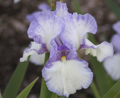 Lilac Stitchery - reblooming tall bearded Iris