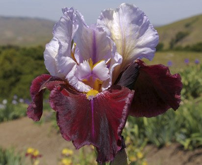 Lilac Wine - tall bearded Iris