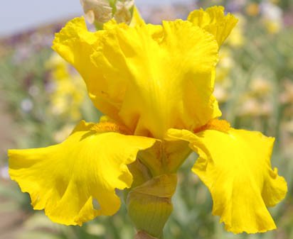 Lima - tall bearded Iris