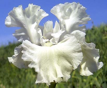 Lingering Spring - tall bearded Iris