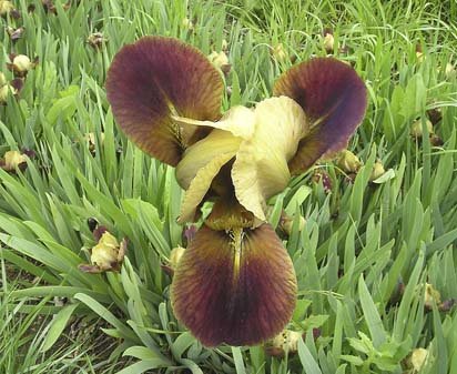 Little Chestnut - SDB Standard Dwarf Bearded