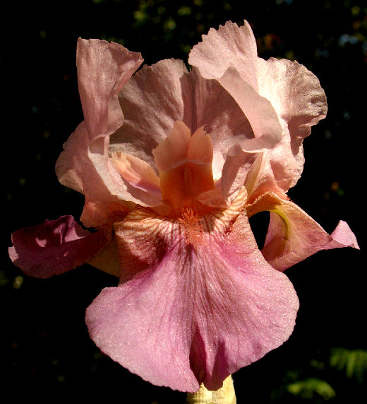 Little Pinkabloo - fragrant border bearded Iris