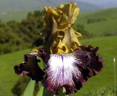 Living Legacy - reblooming tall bearded Iris