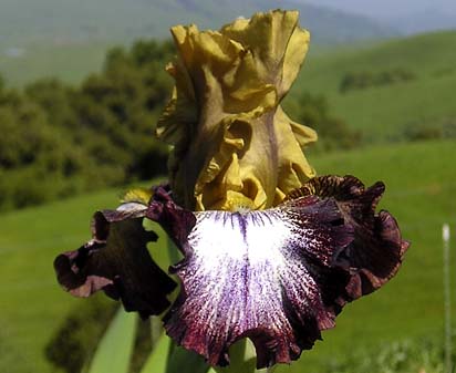 The Bearded Iris - Farragut Life