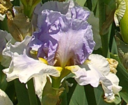 Living Right - tall bearded Iris