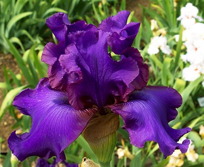 Lloyd's Choice - tall bearded Iris