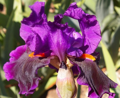 Local Color - tall bearded Iris