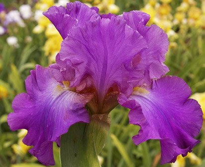 Loganberry Squeeze - tall bearded Iris