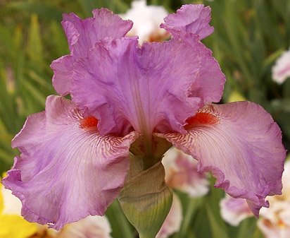 Lollapaloosa - tall bearded Iris