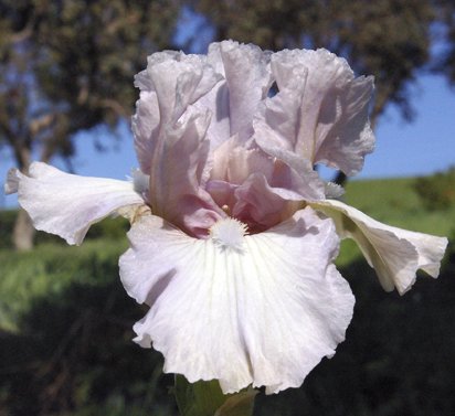 Londonderry - Intermediate bearded Iris