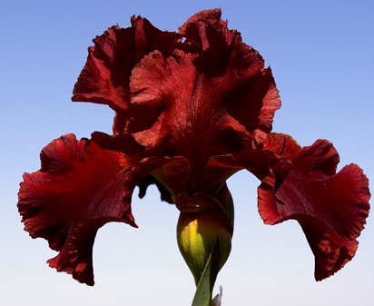 Lonely Street - tall bearded Iris