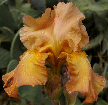 Lord of Rings - fragrant reblooming tall bearded Iris