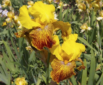 Los Coyotes - fragrant tall bearded Iris