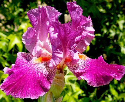 Lou Beet - fragrant tall bearded Iris