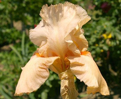 Lou Peach - fragrant tall bearded Iris