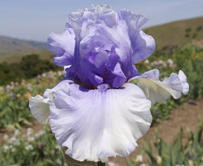 Louise Todd - fragrant tall bearded Iris