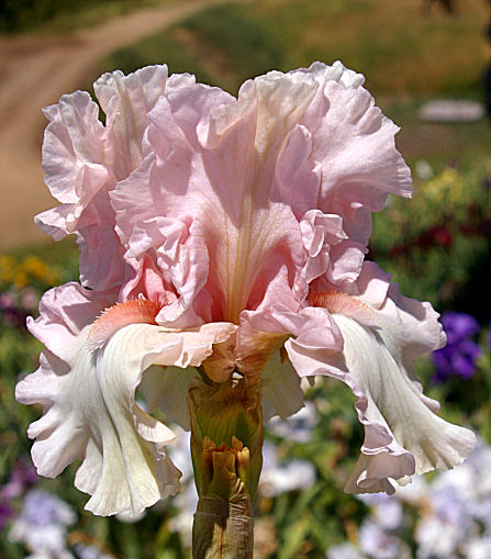 The Bearded Iris - Farragut Life