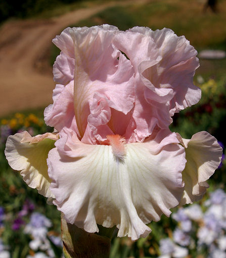 Love of Life - tall bearded Iris