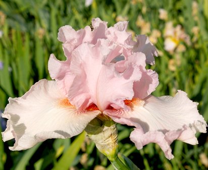 Lovely Kay - tall bearded Iris