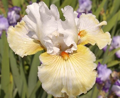 Lover's Lane - tall bearded Iris