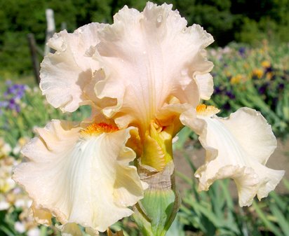 Loving - tall bearded Iris