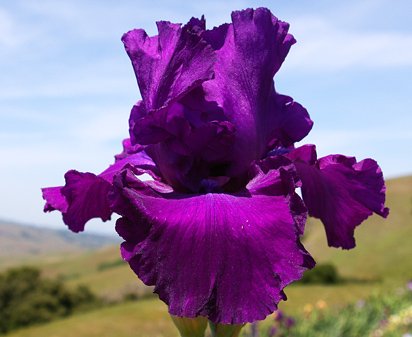 Loyalist - reblooming tall bearded Iris