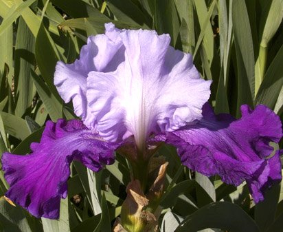 Lucille Richardson - fragrant tall bearded Iris