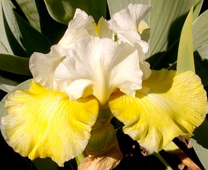 Lucky Lemon - tall bearded Iris