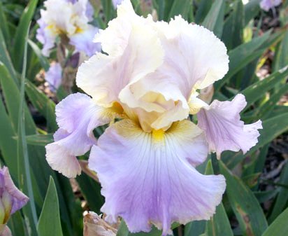 Lullaby of Spring - reblooming tall bearded Iris