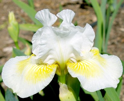 Lunar Frost - fragrant Intermediate bearded Iris