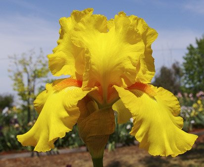 Luxor Gold - reblooming tall bearded Iris
