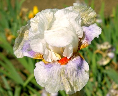 Lysandra - tall bearded Iris