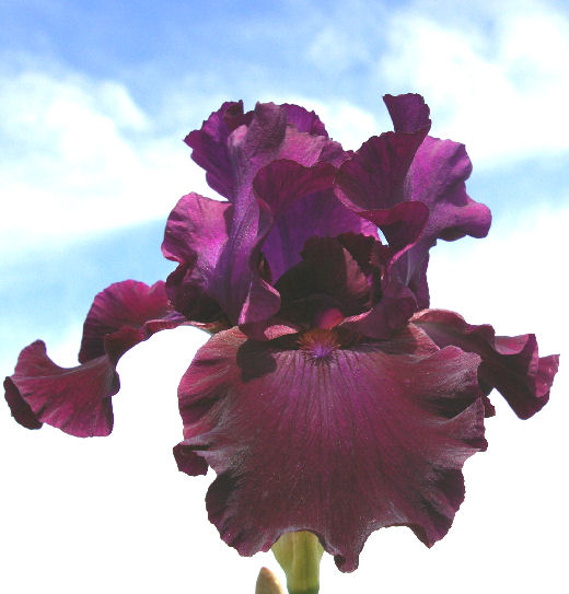 Madeira - tall bearded Iris