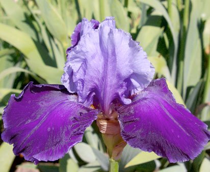 Madison County - fragrant tall bearded Iris