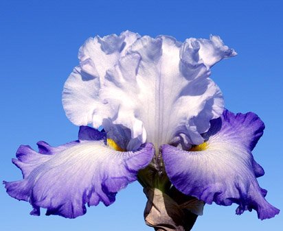 Magellan - fragrant tall bearded Iris