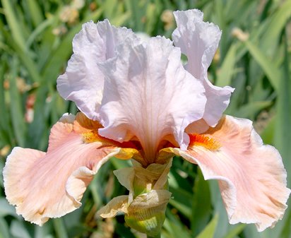 Magharee - tall bearded Iris
