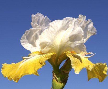 Magic Moonbeams - tall bearded Iris